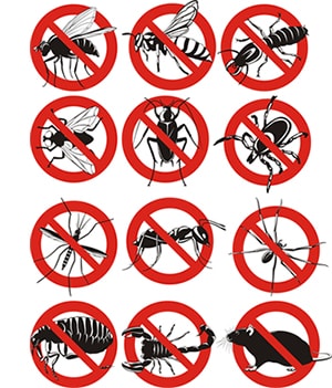 obtener un precio de una empresa de exterminio que puede retiro las avispas de su hogar o negocio en Pennsylvania y ayudarle a prevenir futuras infestaciones